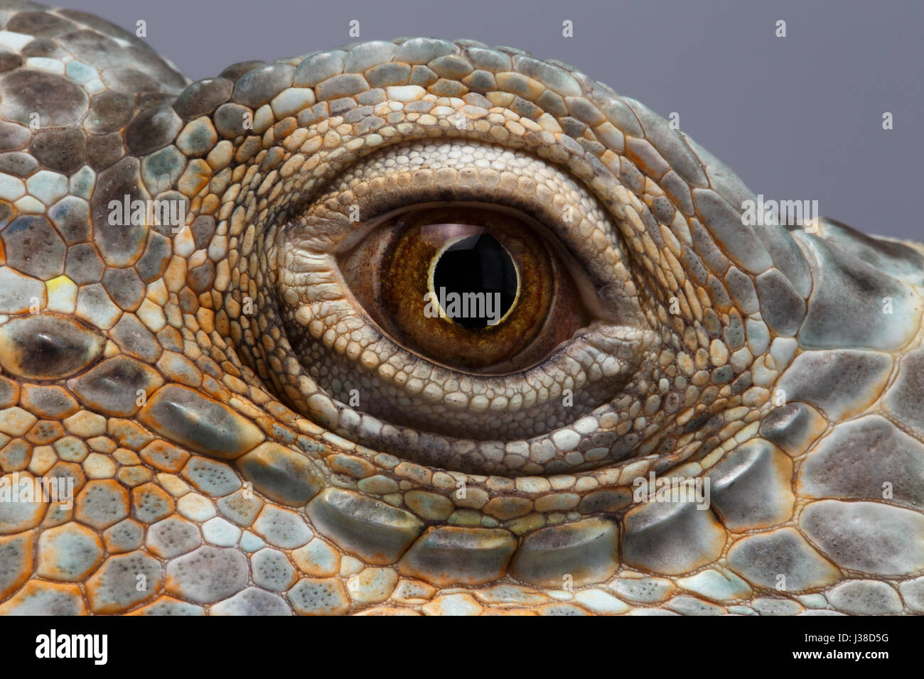 Closeup Eye of Green Iguana Stock Photo