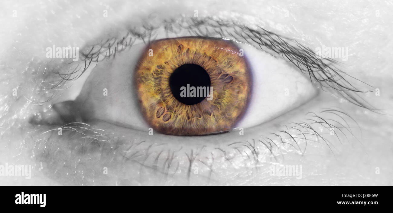 human brown, eye, macro, close up black and white Stock Photo Alamy