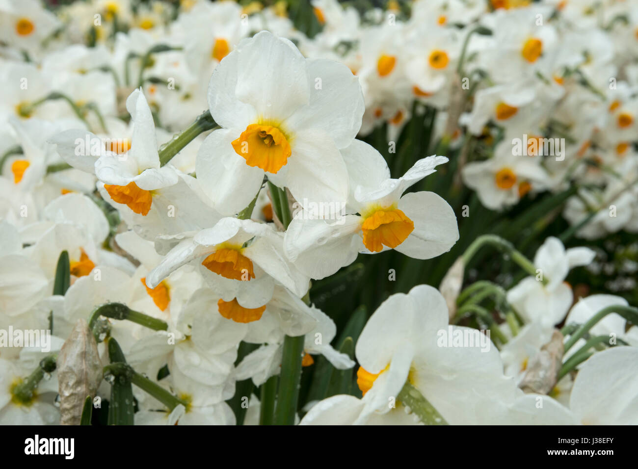 Daffodil narcissus geranium hi-res stock photography and images - Alamy