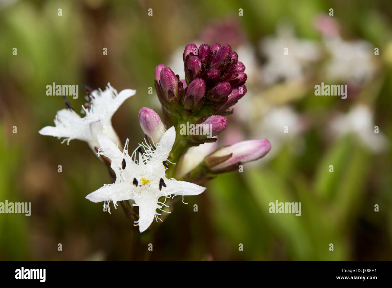 Menyanthus trifoliata Stock Photo