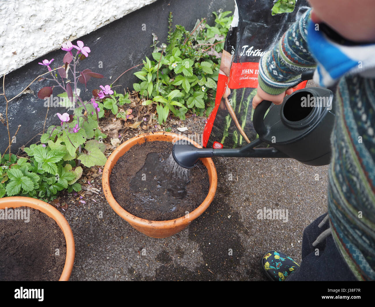 Two year old helps with planting seeds. One of a series of toddler in garden. Watering a plant pot with small watering can. Stock Photo