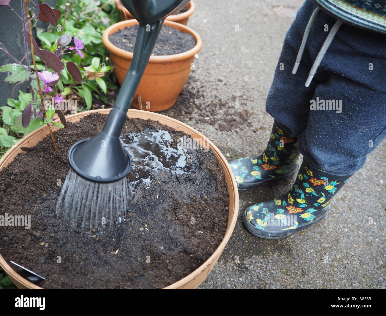 Two year old helps with planting seeds. One of a series of toddler in garden Stock Photo
