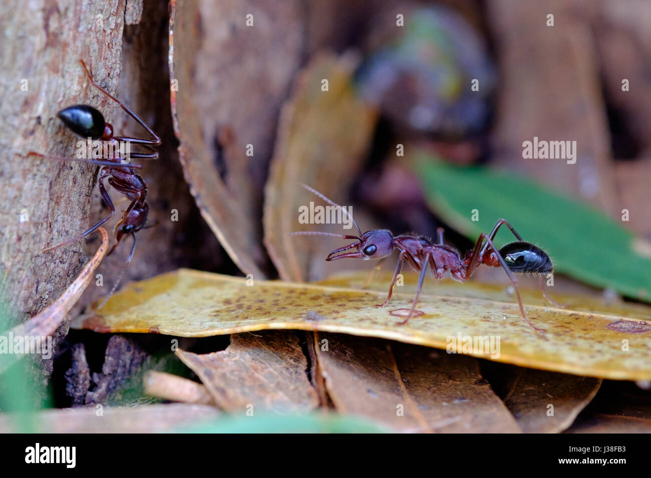 Two bull ants (Myrmecia sp.) facing off for a battle at the base of a tree in the Australian bush Stock Photo