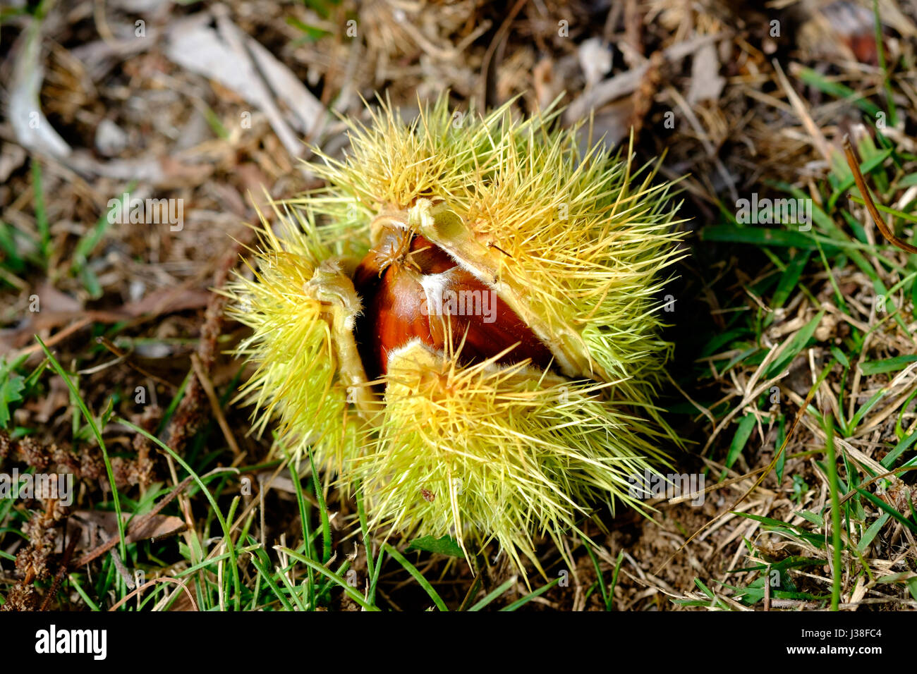 A single chestnut burr sitting on the ground, bursting open to reveal the nuts inside. Stock Photo