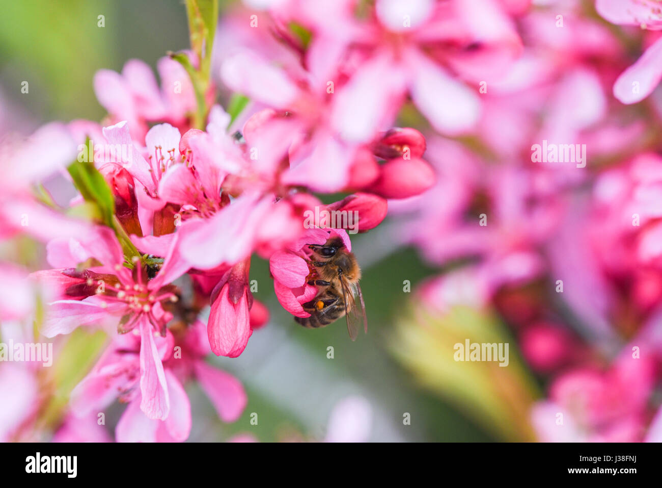 Dwarf honey bees hi-res stock photography and images - Alamy