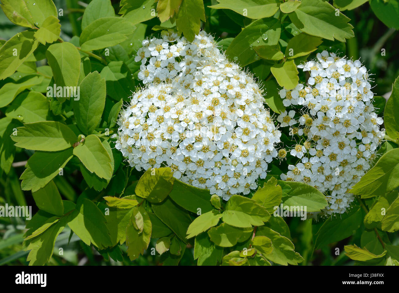 Wild shrub Spiraea media blooms in Siberia in may Stock Photo
