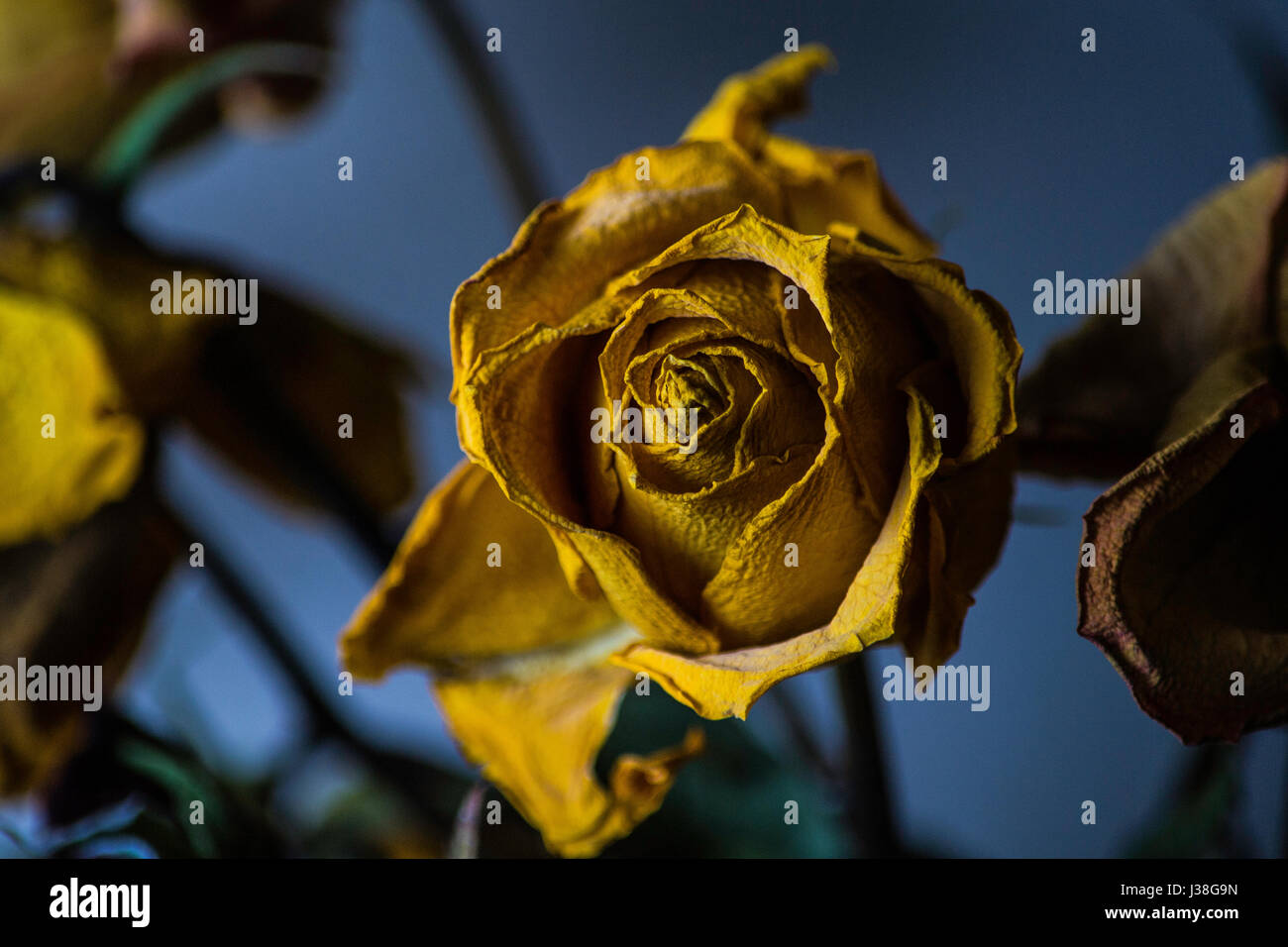 Dying rose hires stock photography and images Alamy