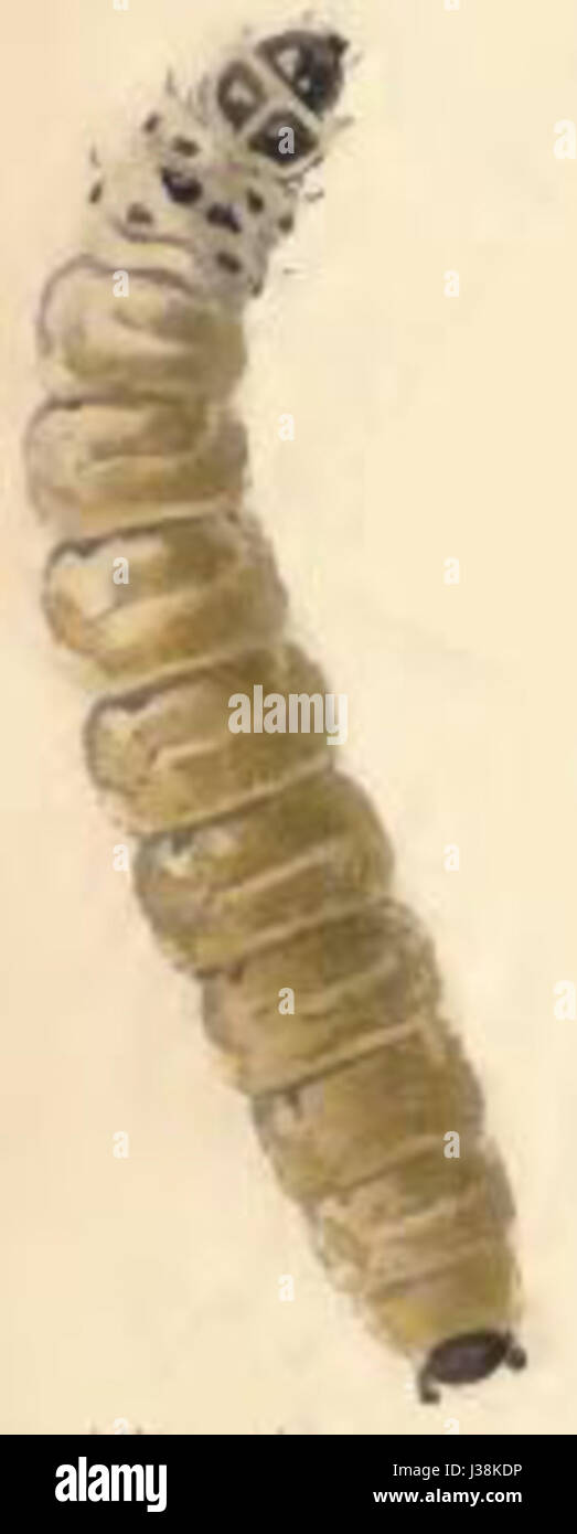 Coleophora millefolii larva Stock Photo