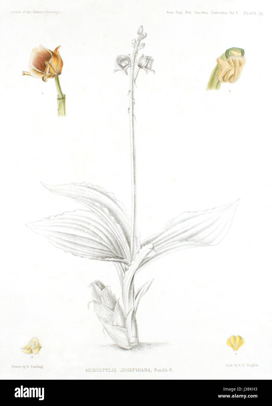 Crepidium josephianum (as Microstylis josephiana)   The Orchids of the Sikkim Himalaya pl 27 (1898) Stock Photo