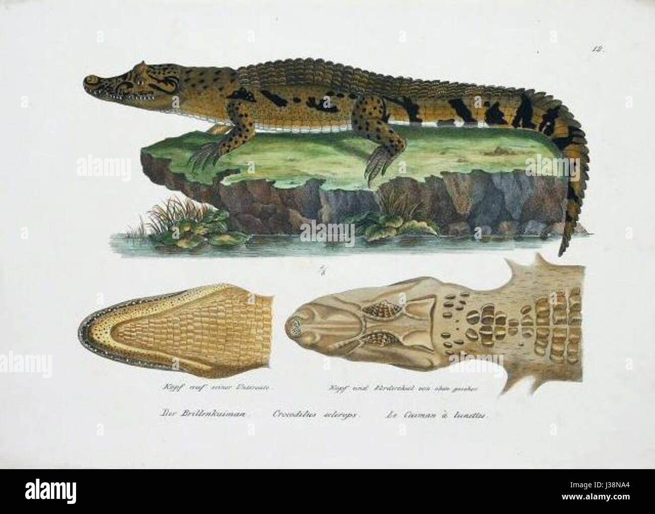 Crocodilus sclerops Schinz Stock Photo