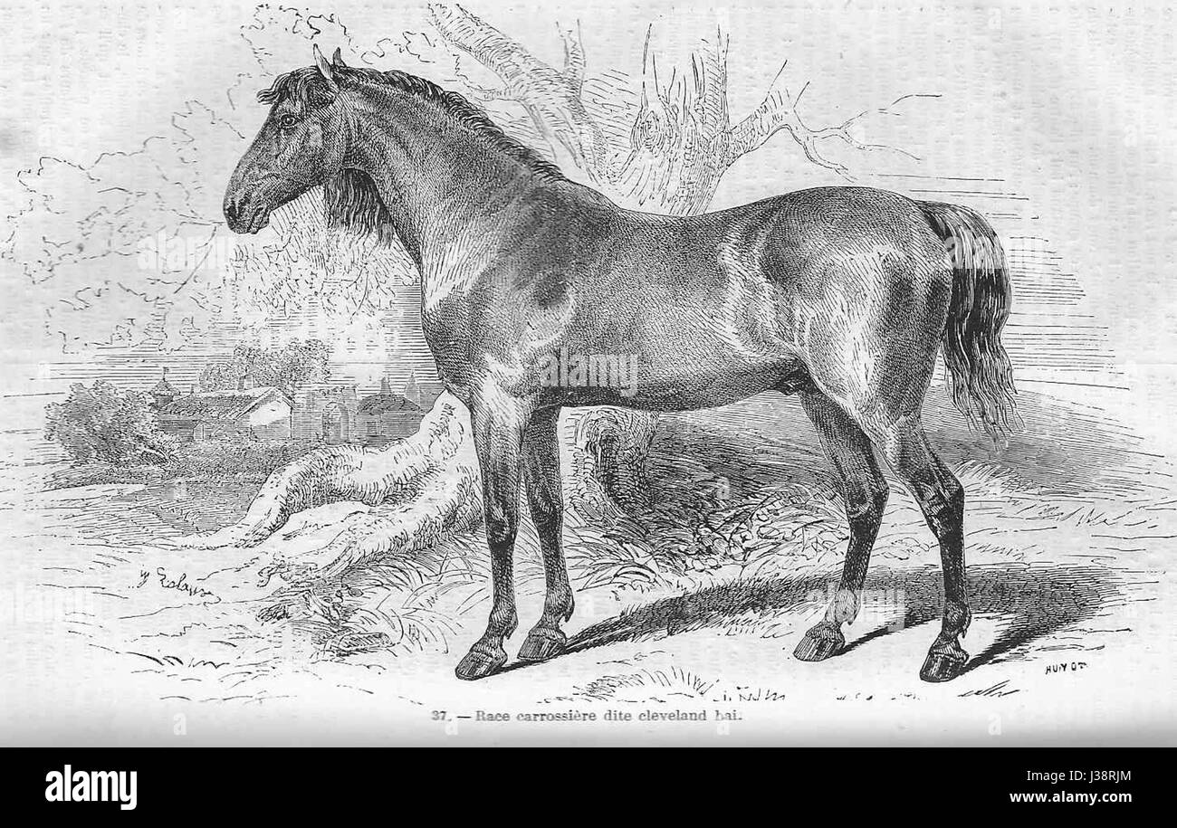 Cheval bai hi-res stock photography and images - Alamy