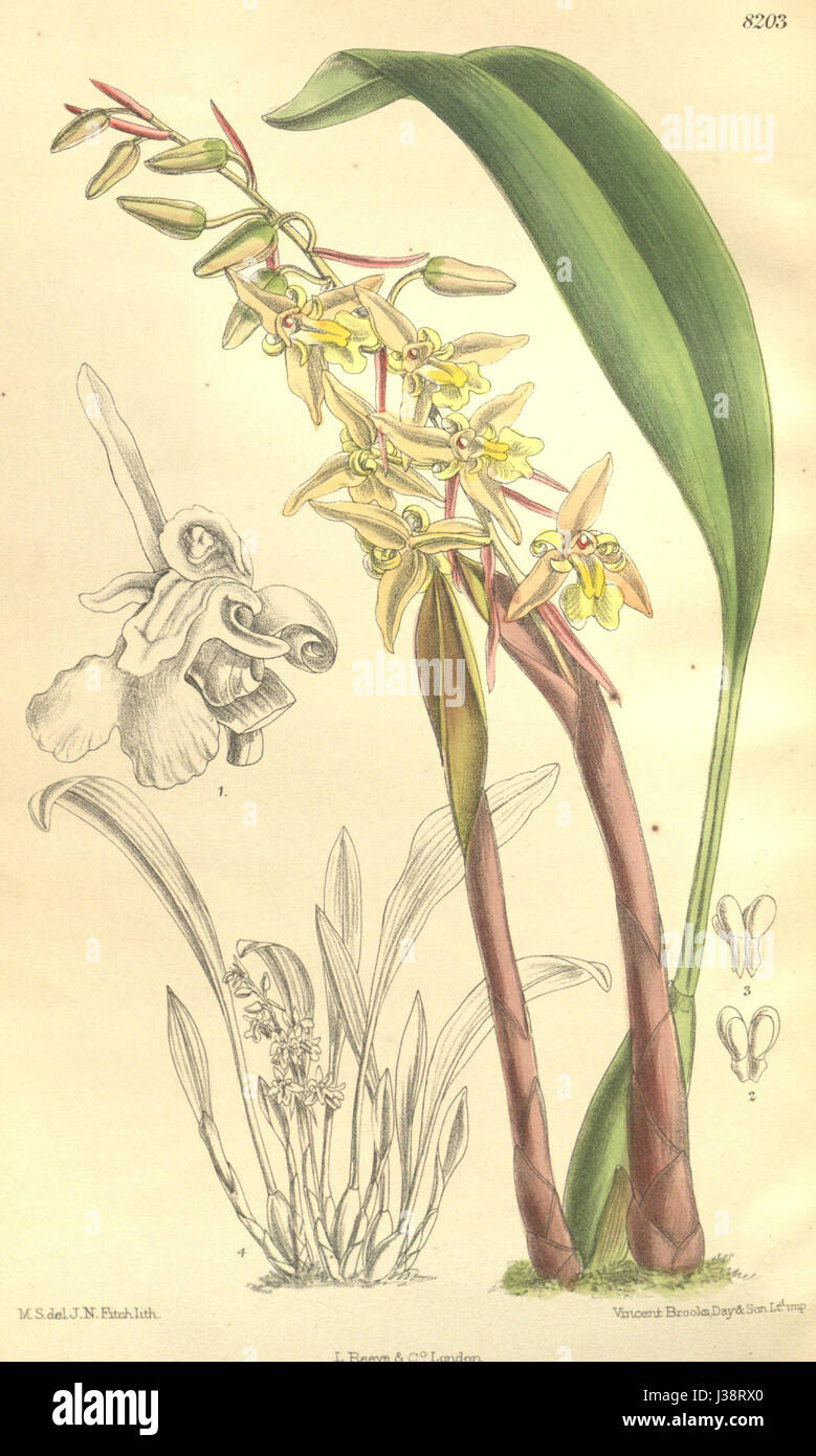 Chelonistele sulphurea var. sulphurea (as Coelogyne perakensis)   Curtis' 134 (Ser. 4 no. 4) pl. 8203 (1908) Stock Photo
