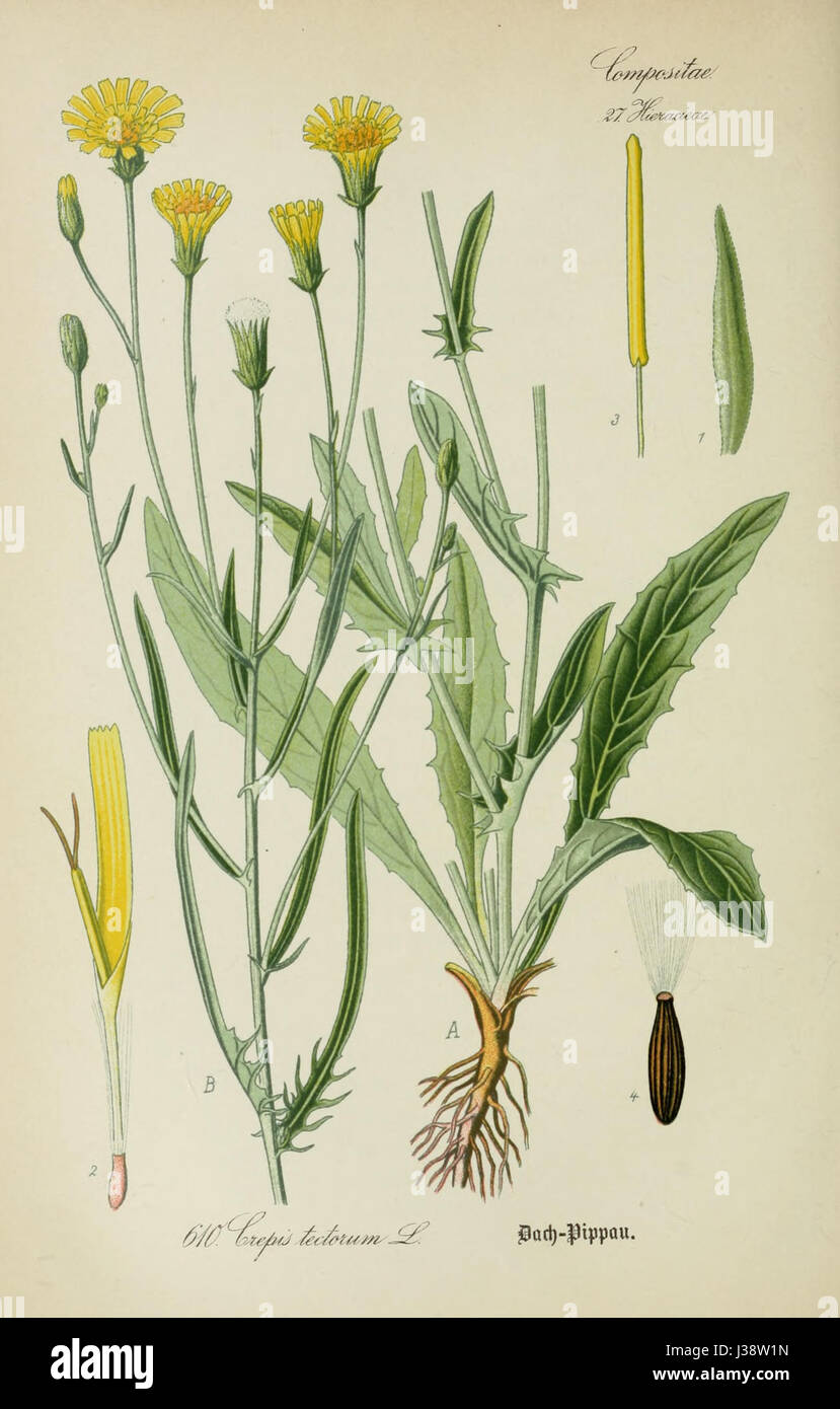Crepis tectorum ssp tectorum Stock Photo