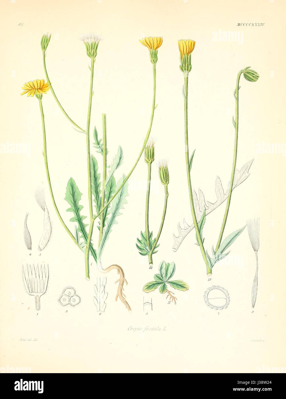 Crepis foetida ssp foetida Stock Photo