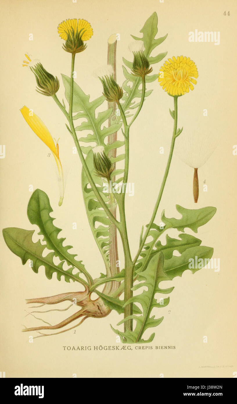 Crepis biennis Stock Photo