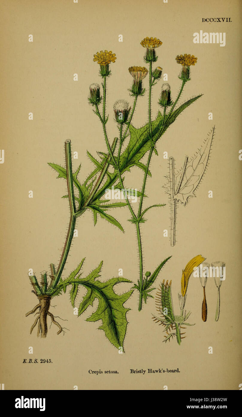 Crepis setosa Stock Photo