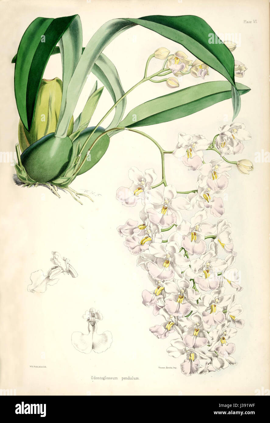 Cuitlauzina pendula (as Odontoglossum pendulum)   pl. 6   Bateman, Monogr. Odont Stock Photo
