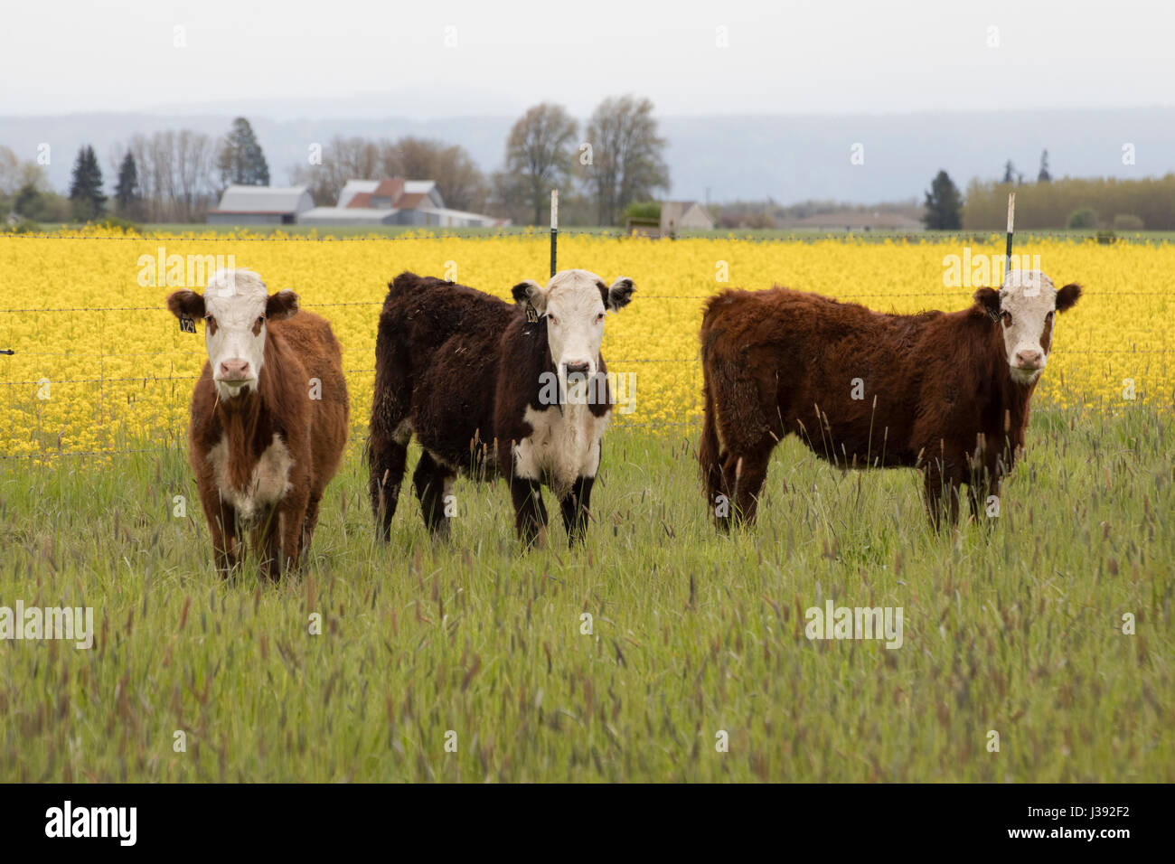 Three cows in a field in front of yellow turnip blossoms. Stock Photo