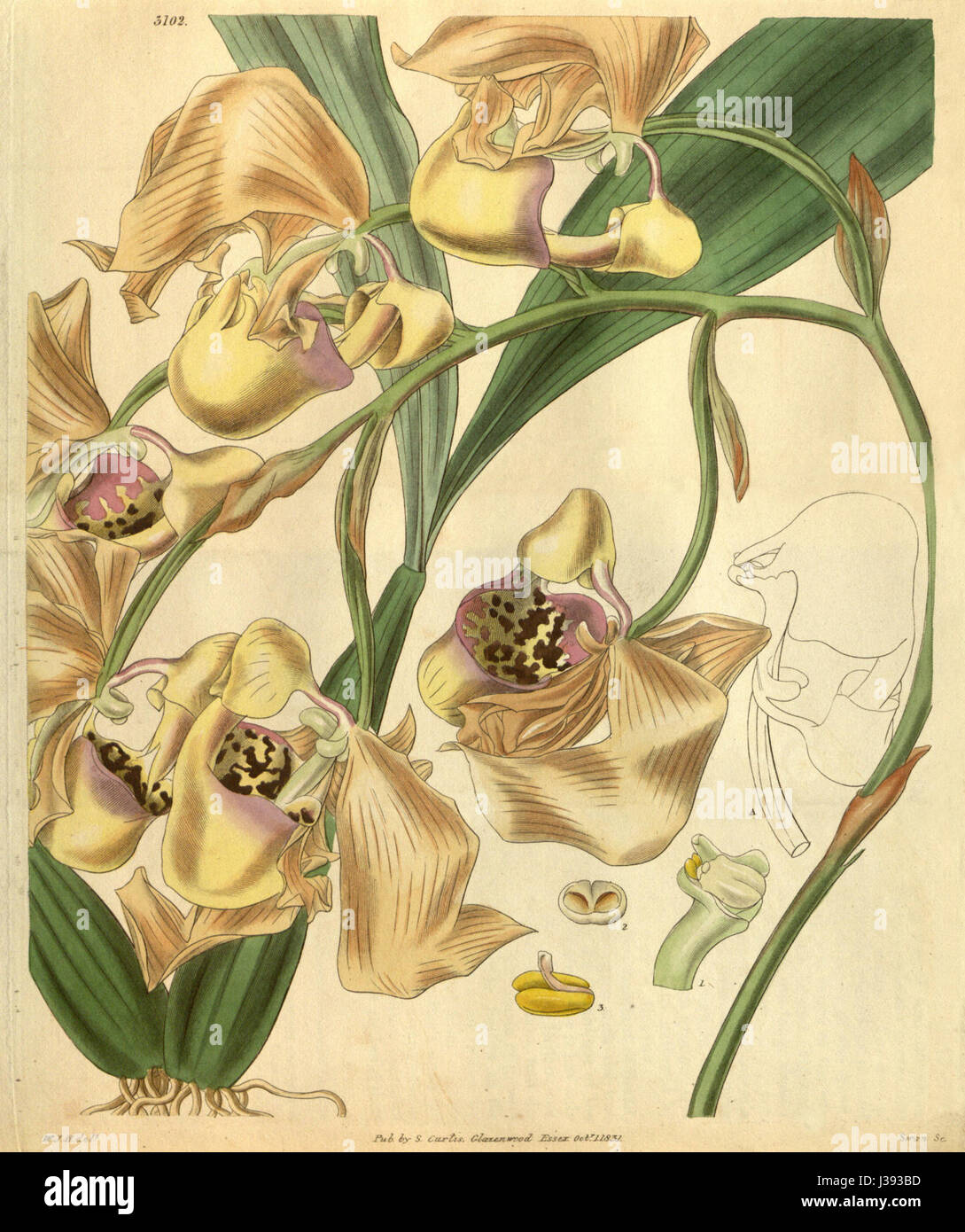 Coryanthes maculata   Curtis' 58 (N.S. 5) pl. 3102 (1831) Stock Photo