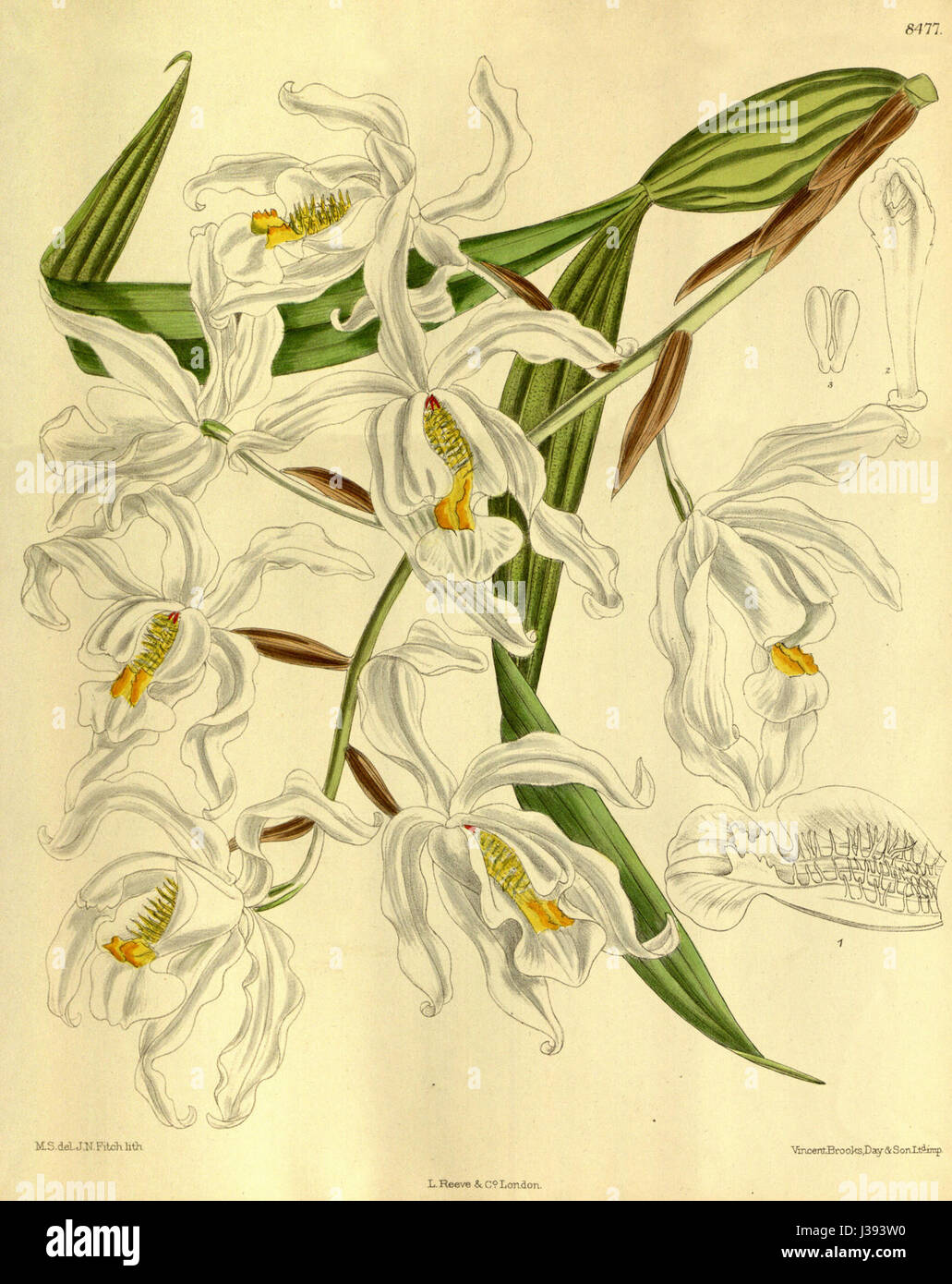 Coelogyne cristata   Curtis' 139 (Ser. 4 no. 9) pl. 8477 (1913) Stock Photo