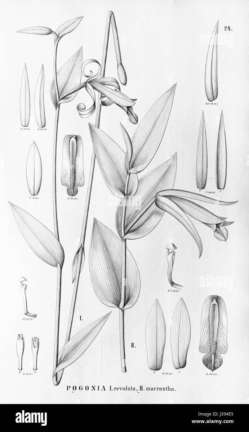 Cleistes revoluta (as Pogonia revoluta)   Cleistes macrantha (as Pogonia macrantha)   Flora Brasiliensis 3 4 24 Stock Photo