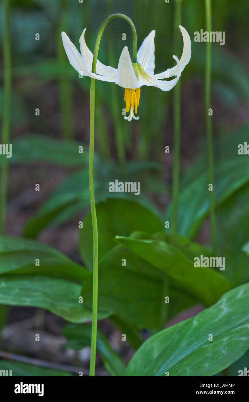 Closeup of single white fawn lily flower Stock Photo