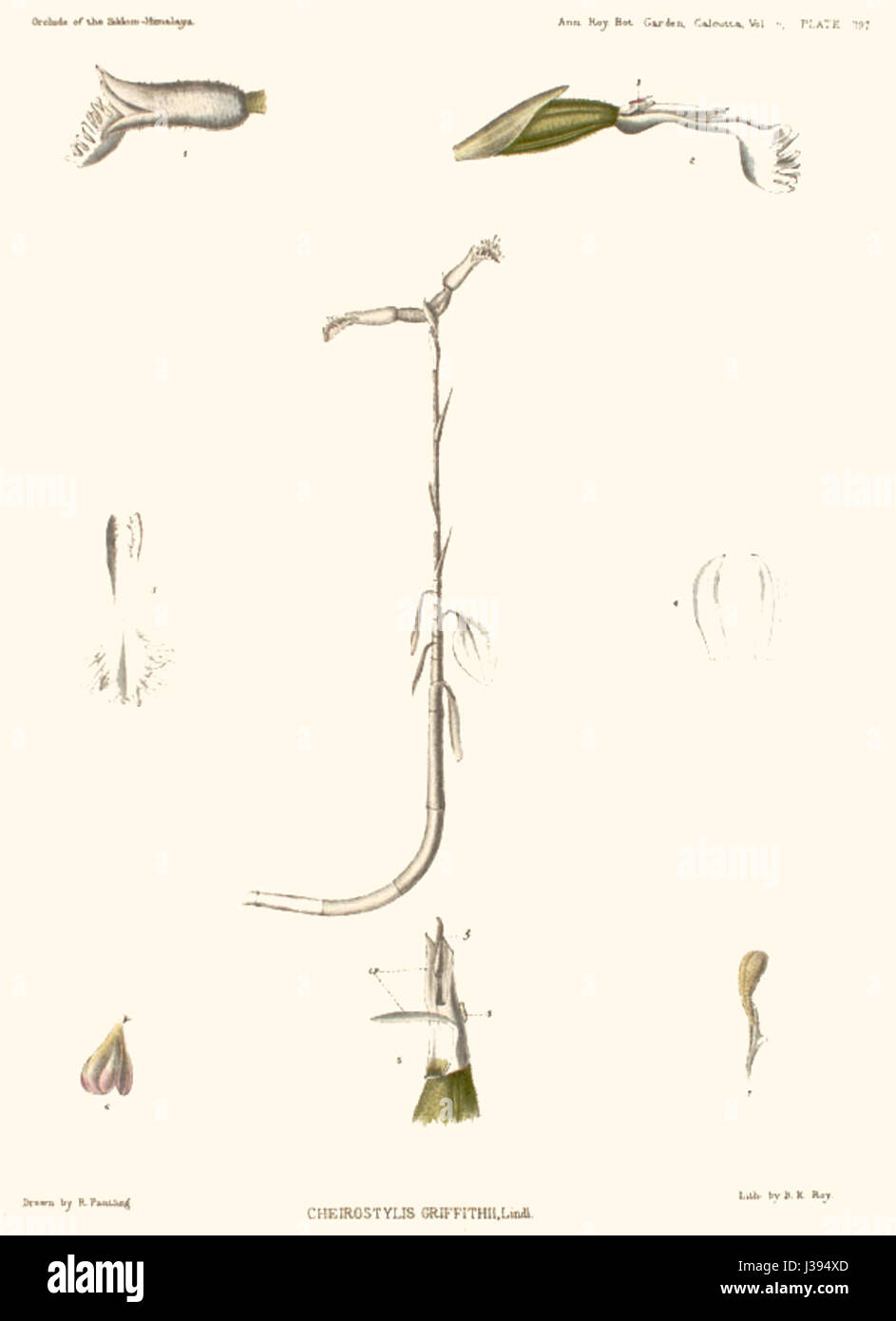 Cheirostylis griffithii   The Orchids of the Sikkim Himalaya pl 397 (1889)   contrast Stock Photo