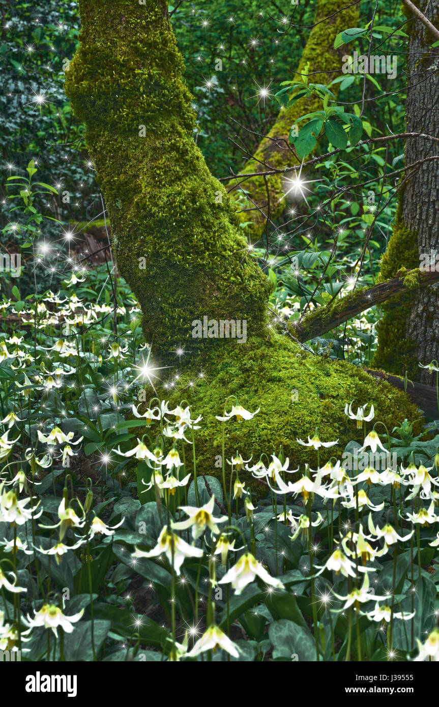 Ancient mossy Tree surrounded by a meadow of Fawn Lily flowers and glowing magical fairies Stock Photo