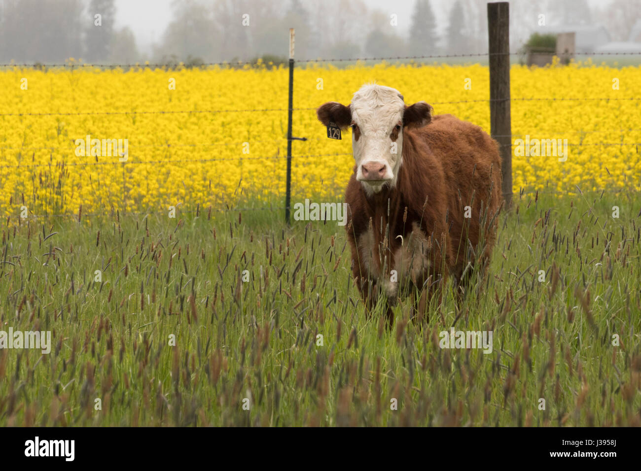 Cow standing in yellow flowers hires stock photography and images Alamy