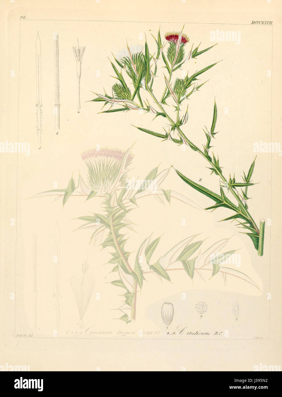 Cirsium italicum Stock Photo