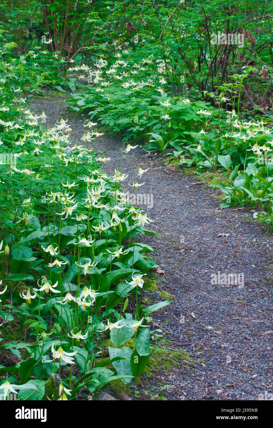 Meadow Path of white Fawn Lily flowers Stock Photo