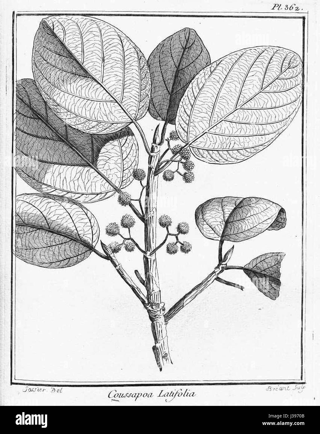 Coussapoa latifolia 1 Stock Photo