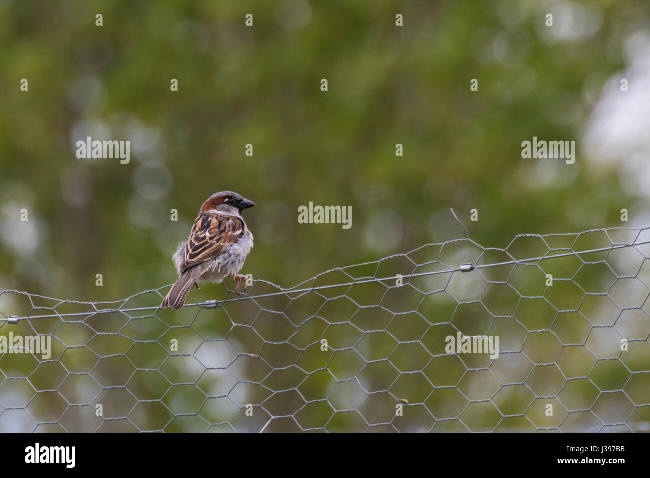 House sparrow perched on chicken wire fence Stock Photo