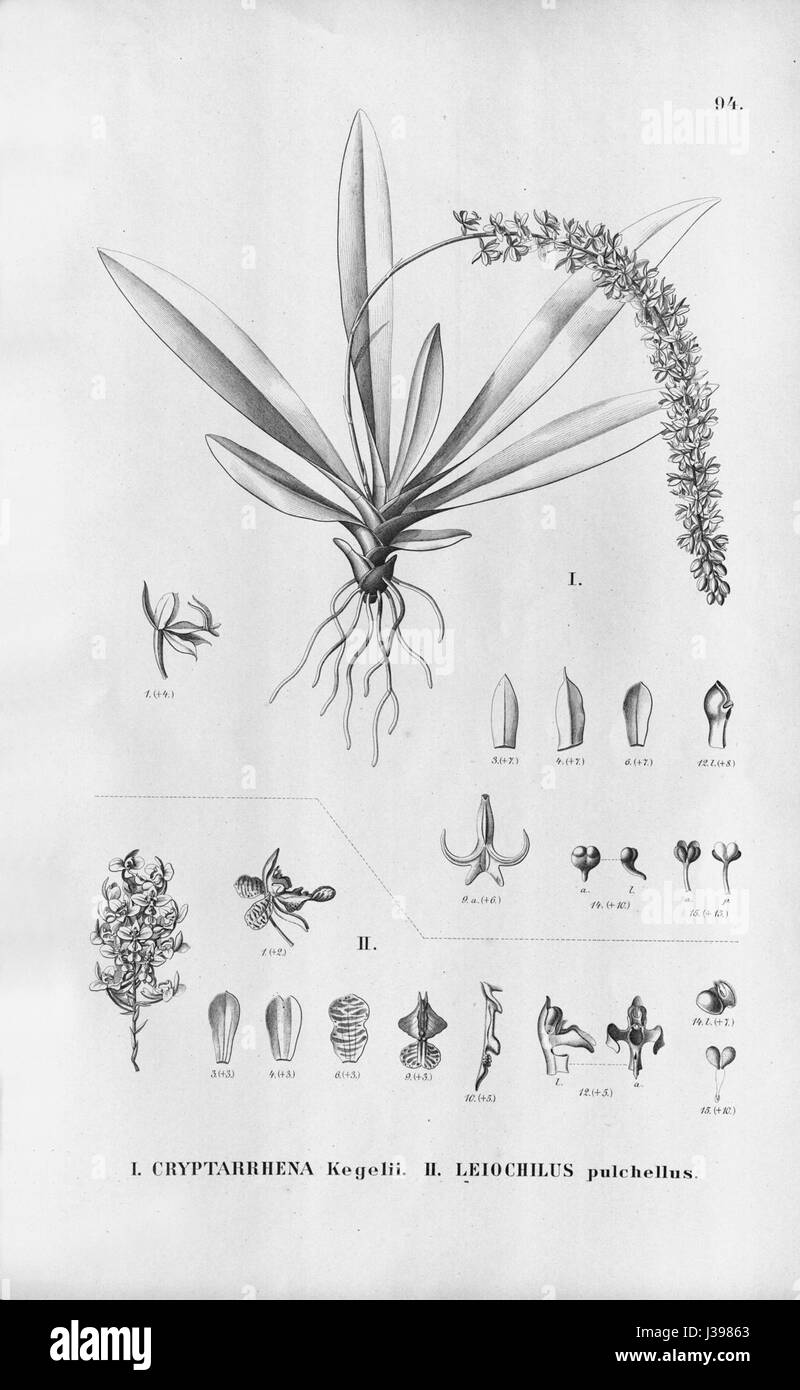 Cryptarrhena kegelii   Gomesa pulchella (as Leochilus pulchellus)   Fl.Br. 3 6 94 Stock Photo