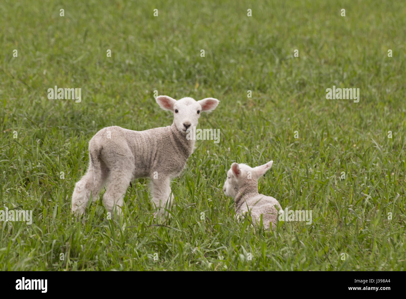 Lamb in a field Stock Photo - Alamy