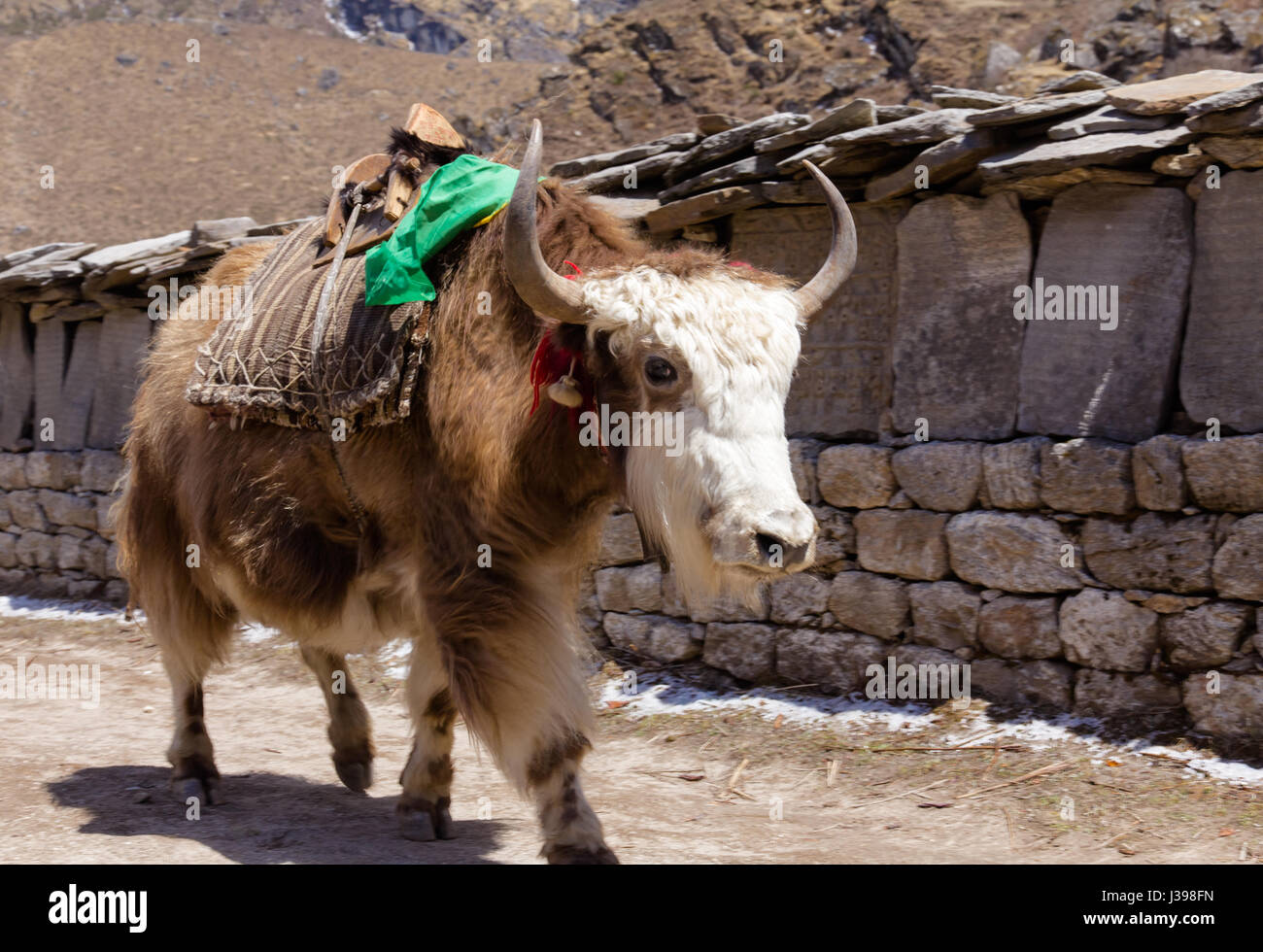 Brown and white yak looks directly at camera while walking through Khumjung village, Khumbu region of Nepal Stock Photo