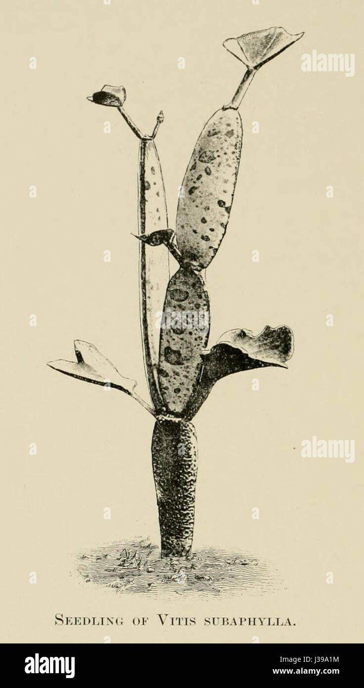 Cissus subaphylla00 Stock Photo