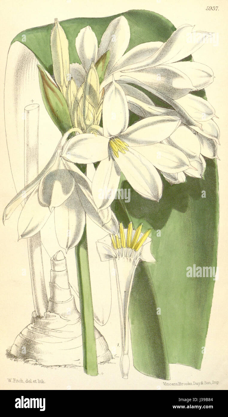 Brachynema hires stock photography and images Alamy