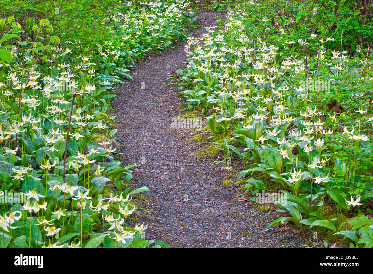 Meadow Path of white blooming Fawn Lily flowers Stock Photo