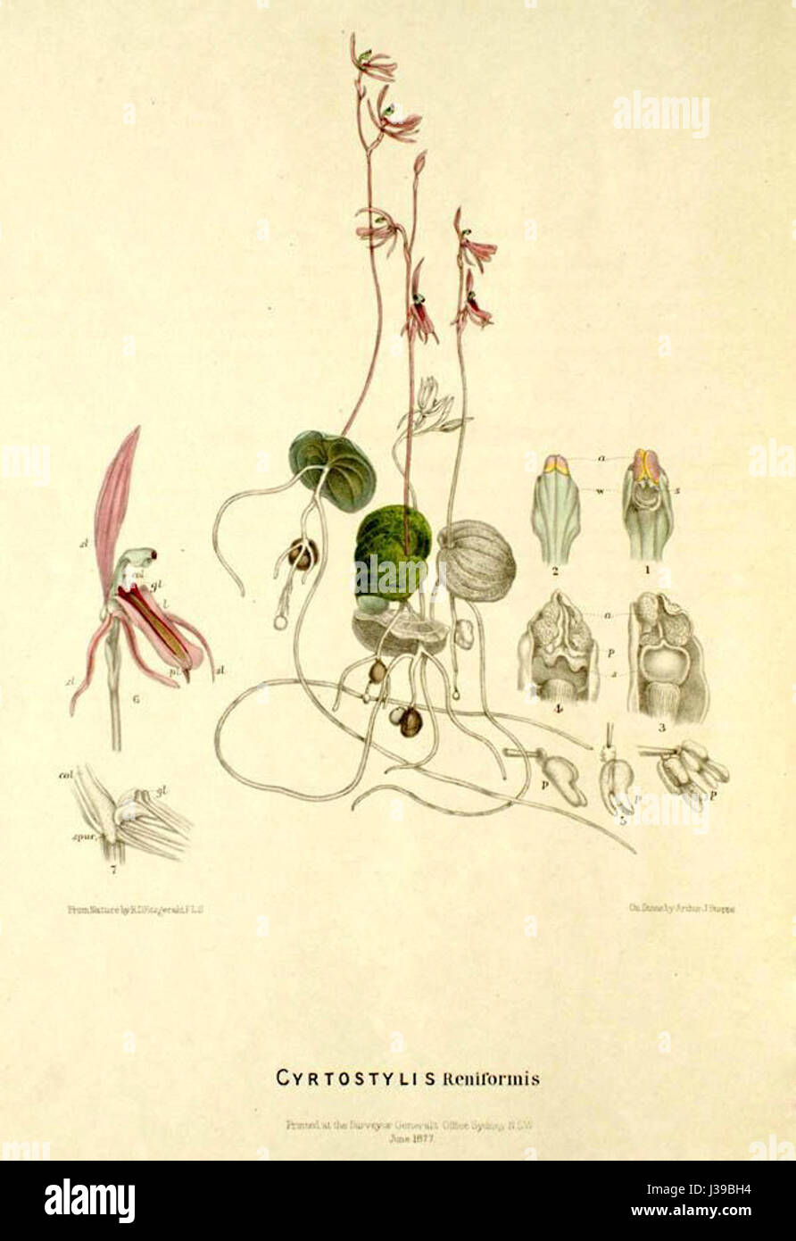 Cyrtostylis reniformis   FitzGerald, Australian Orchids   vol. 1 pl. 34 (1882) Stock Photo