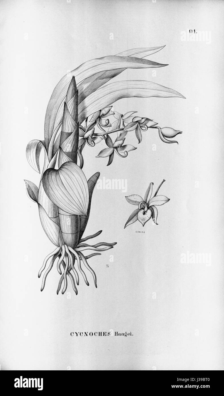 Cycnoches haagii . . . . .Flora Brasiliensis 3 5 91 Stock Photo