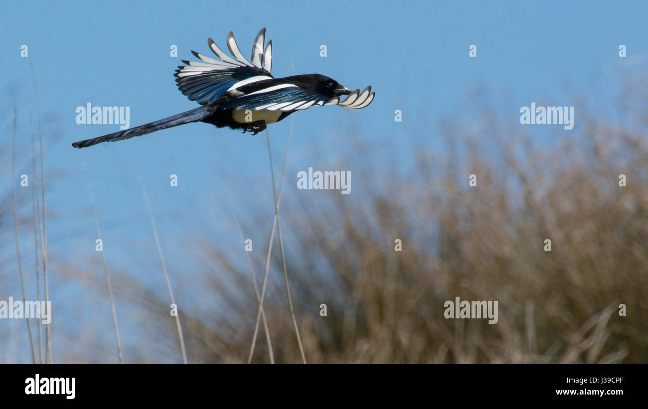 Magpie in flight Stock Photo