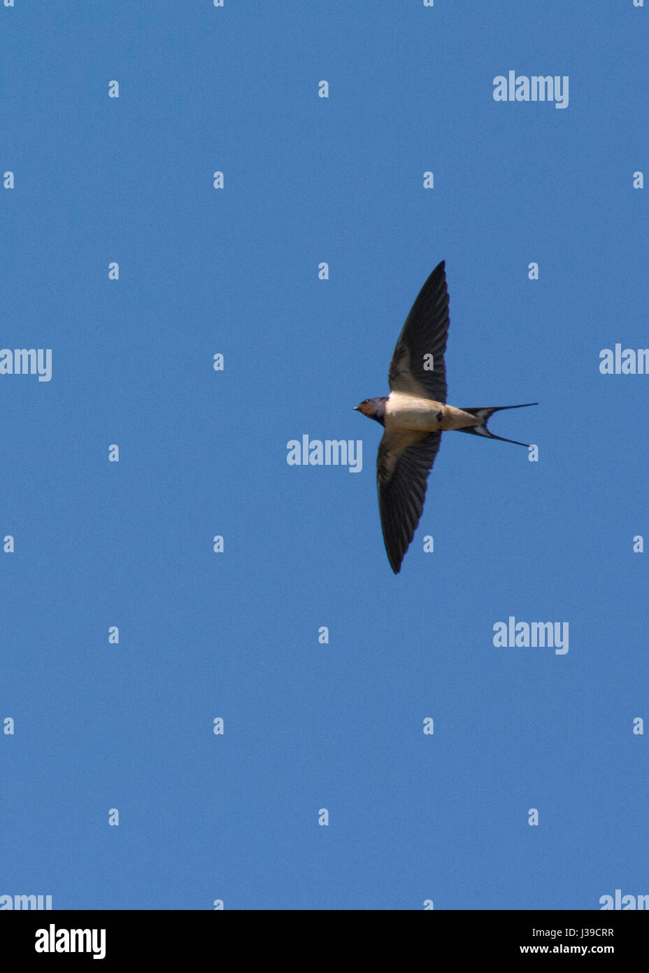 Barn Swallow in-flight Stock Photo - Alamy