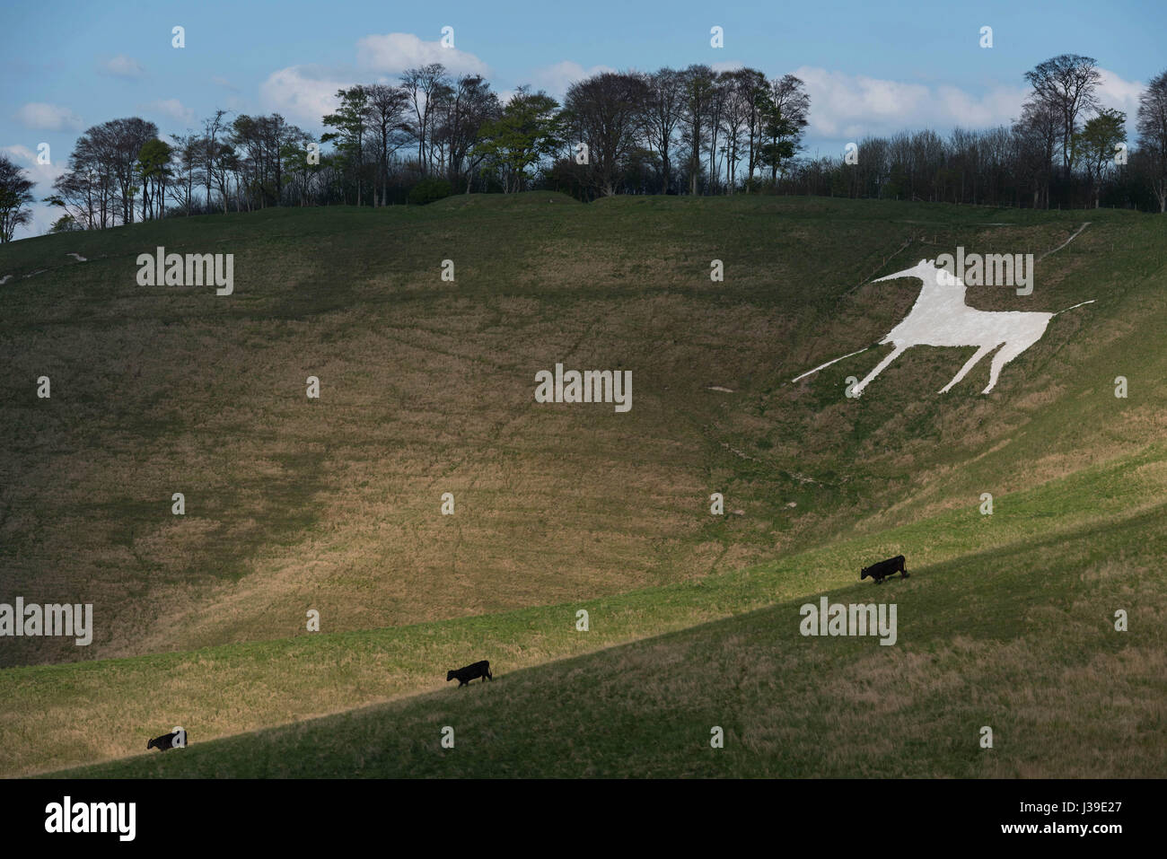 White Horse Hill Figure at Cherhill Wiltshire Stock Photo