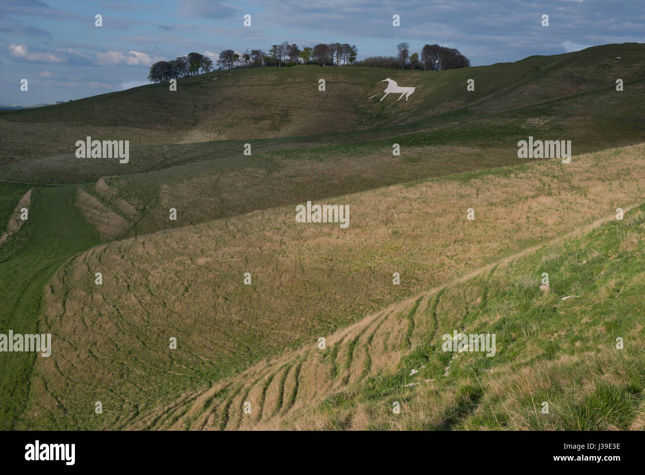 White Horse Hill Figure at Cherhill Wiltshire Stock Photo Alamy