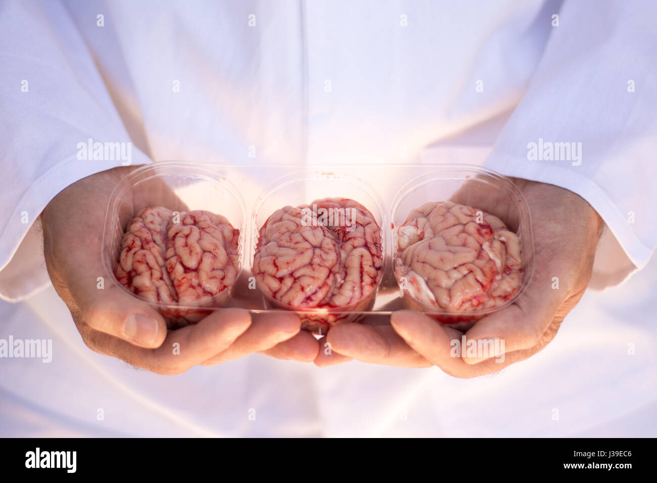 Closeup of a chef or butcher hands holding a plastic punnet of three brains Stock Photo
