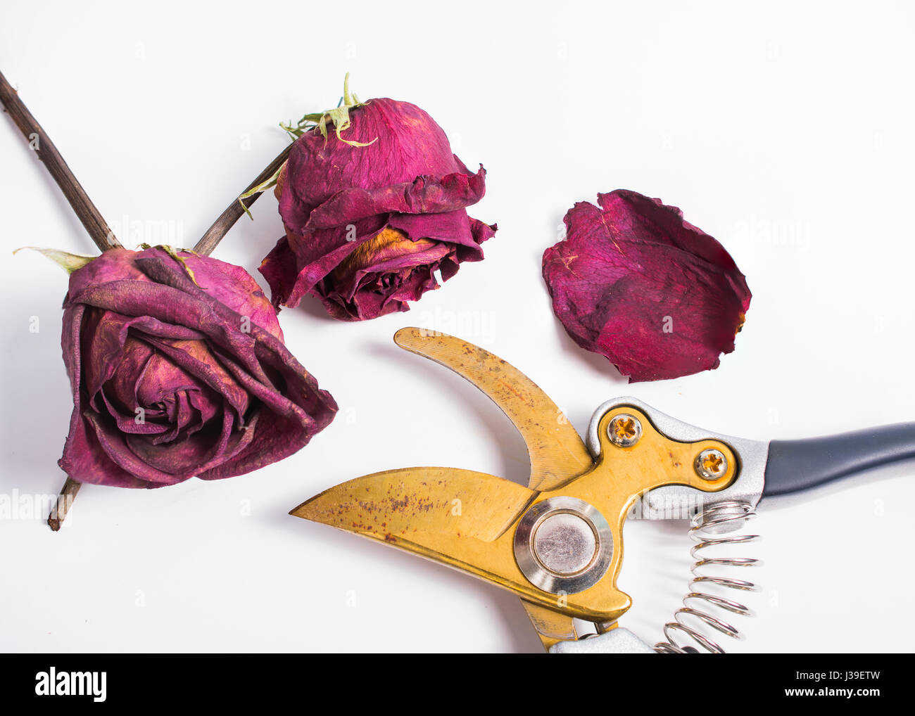 Dried roses laying next to an old pair of pruning shears Stock Photo