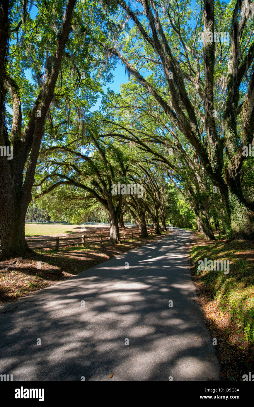 Spanish moss hanging from trees on dirt road Stock Photo Alamy