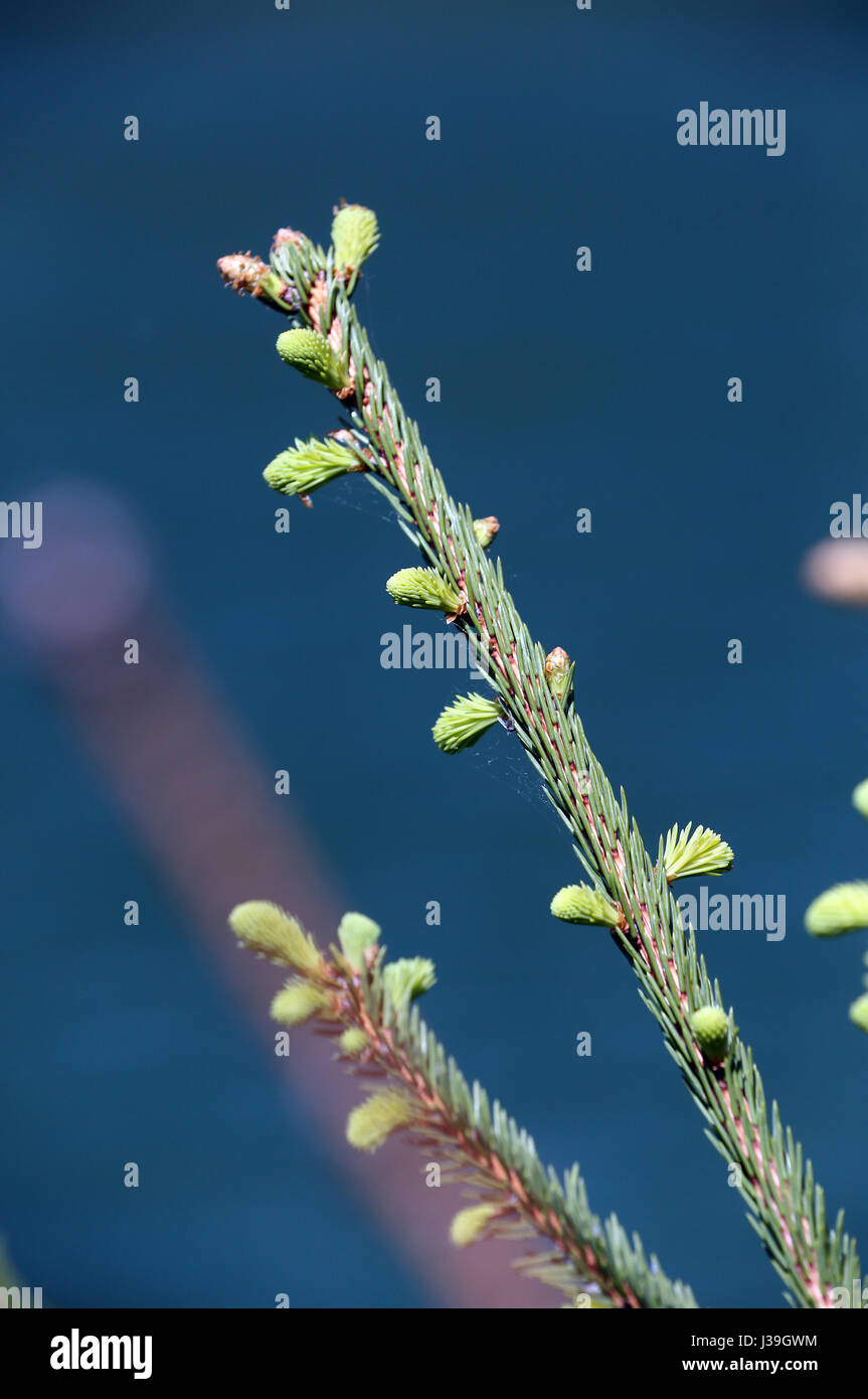 New growth on fir tree. close-up. Stock Photo