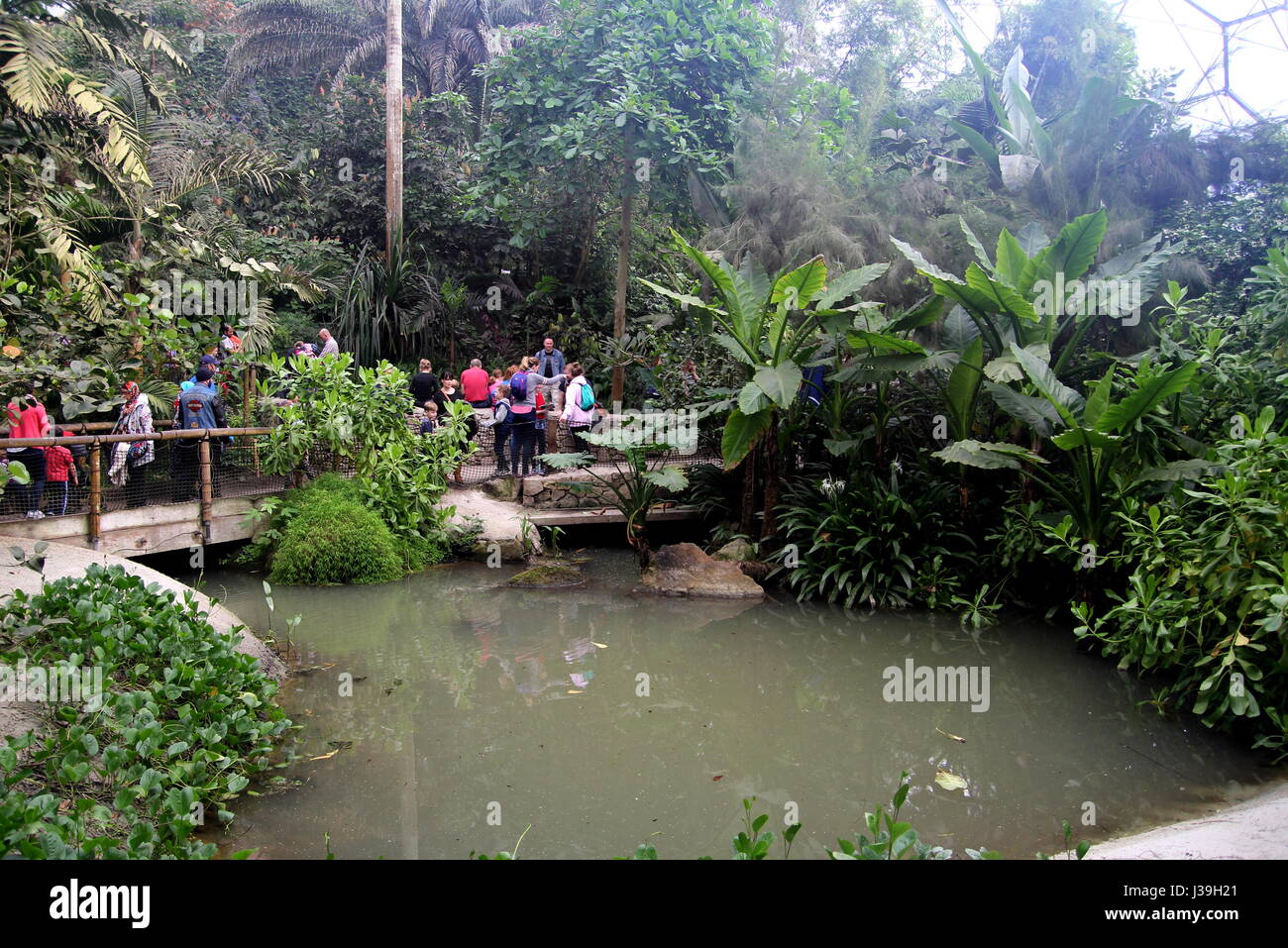 Bodelva, Cornwall, UK - April 4 2017: Interior of the Tropical biome at the Eden Project Environmental exhibition in Cornwall, England Stock Photo